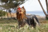 YORKSHIRE TERRIER 374